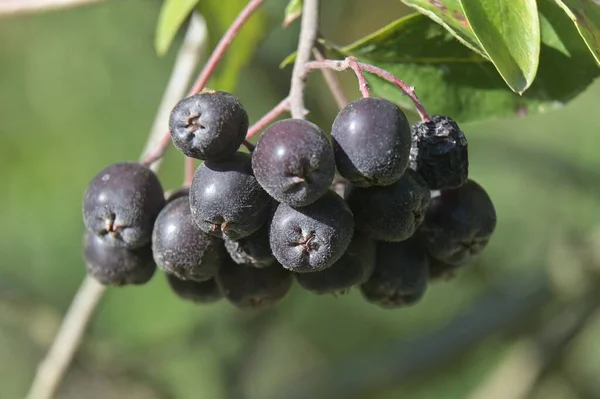 木の上で熟した黒いローワンベリーの束 — ストック写真