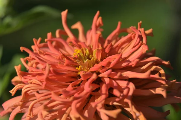 マクロ写真 フルオープンクリームジンニアの花 — ストック写真
