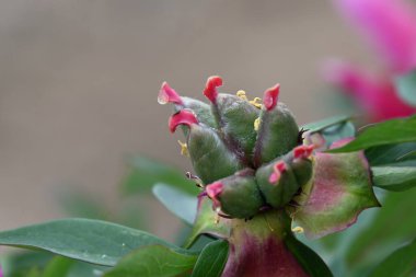 Çiçek açan şakayık çiçeğinin yaprakları döküldü