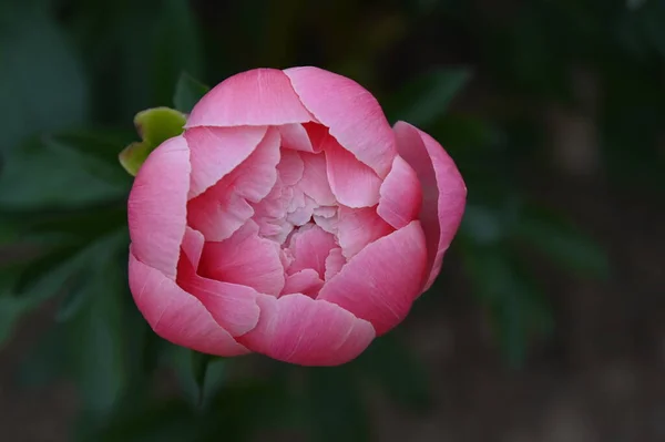 Grande Bocciolo Peonia Rosa Sfondo Scuro — Foto Stock
