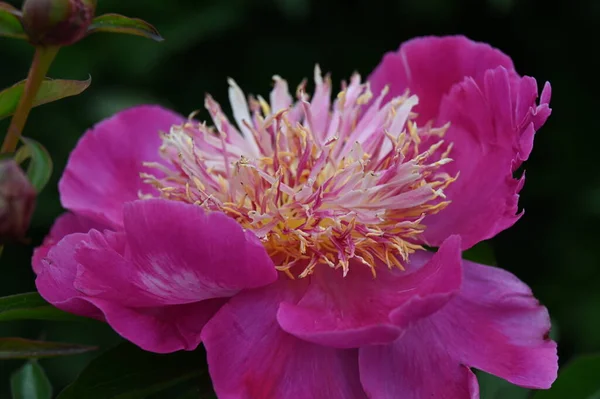Grande Fiore Peonia Ibrido Rosa Brillante — Foto Stock
