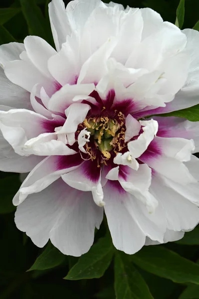 Egy Teljes Fehér Bazsarózsa Virág Fényes Középen — Stock Fotó