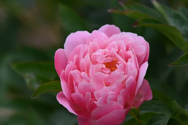 Bright Pink Peony Flower Dark Background — Stock Photo, Image