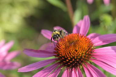 Bahçedeki güzel çiçekler