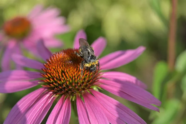 bir çiçek pollinating arı