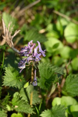 Baharda, kırmızı mantarlar çürük ağaç dallarında yetişir.