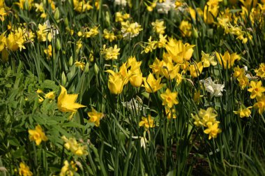 Şehrin çiçek bahçesinde çeşitli çiçekler açar.