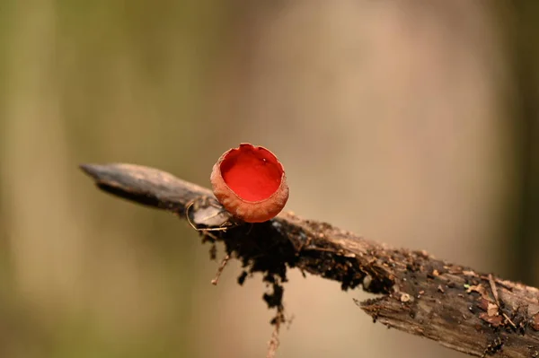 Spring Red Mushrooms Grow Rotten Tree Branches — Stock Photo, Image