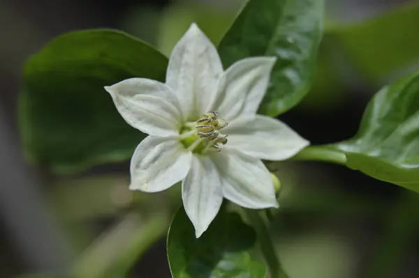 Yeşil Yapraklar Arasında Beyaz Yedi Yapraklı Çan Biberi Çiçeği — Stok fotoğraf