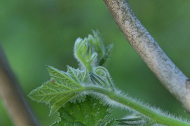 makro fotoğrafçılık - genç kabak sapları ve yaprakları