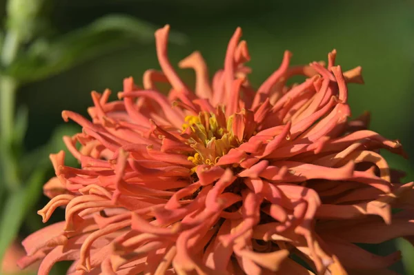 Яскраво Рожева Квітка Хризантеми Цинія — стокове фото