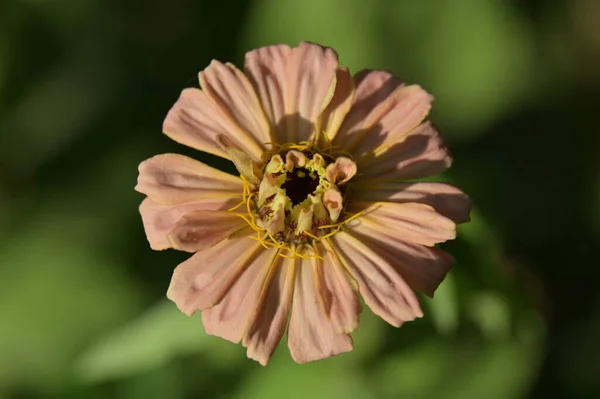 マクロ写真 柔らかいピンクのジニアの花 — ストック写真