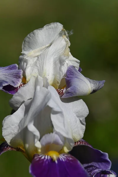 大きな2色のハイブリッドアイリス花 — ストック写真