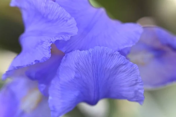 Fragile Bluish Hybrid Iris Petals — Stock Photo, Image