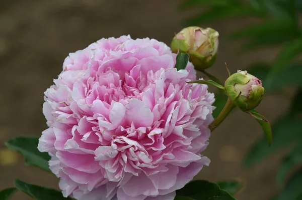 Une Grosse Pivoine Hybride Rose Tendre Corsée — Photo