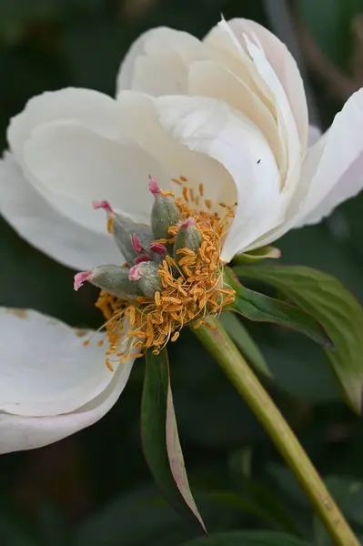 Peônia Híbrida Branca Está Terminando Florescendo Soltando Suas Pétalas — Fotografia de Stock