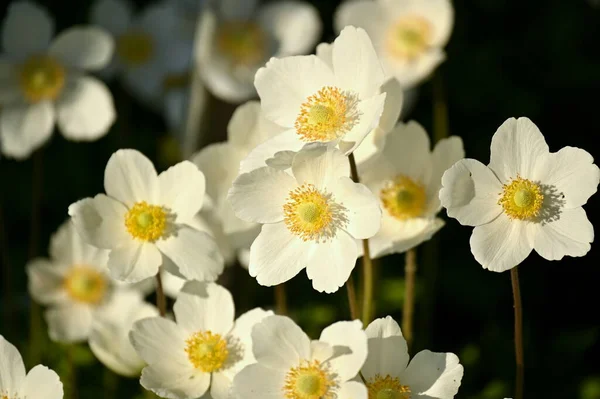 Wiele Kwiatów Anemon Biały Żłobek — Zdjęcie stockowe