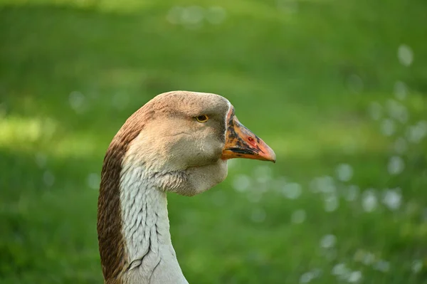 Portrait Park Decorative Goose Background Grass — Stock Photo, Image