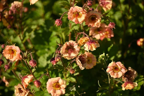 Wieloletnia Roślina Pobliżu Ścieżki Kwitnie Obficie Drobnymi Kwiatami Parku Miejskim — Zdjęcie stockowe