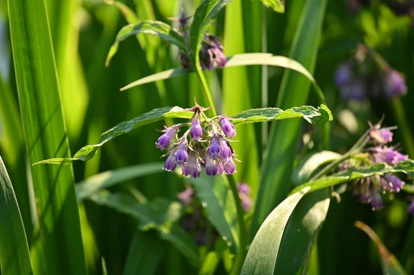 Waterside Plants Bloom Purple Flowers — Stock Photo, Image
