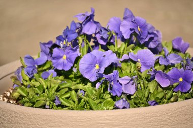 Mavi eşcinseller beton bir vazoda bol bol çiçek açarlar.