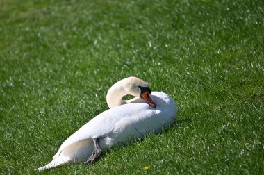 Büyük beyaz bir kuğu çayırda uzanıyor ve tüylerini temizliyor.