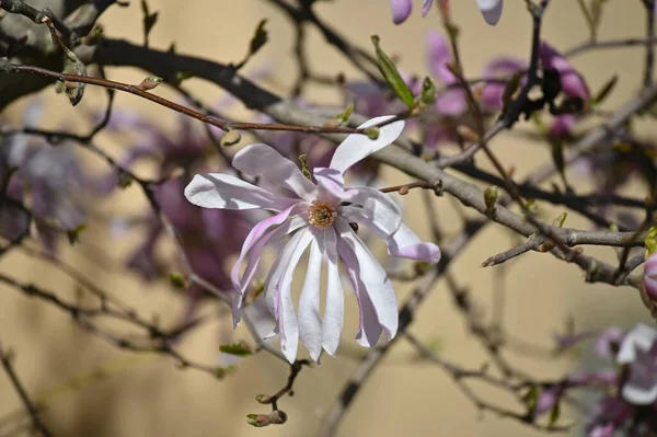 Magnolia Boom Bloeit Het Voorjaar Met Roze Grote Bloemen — Stockfoto