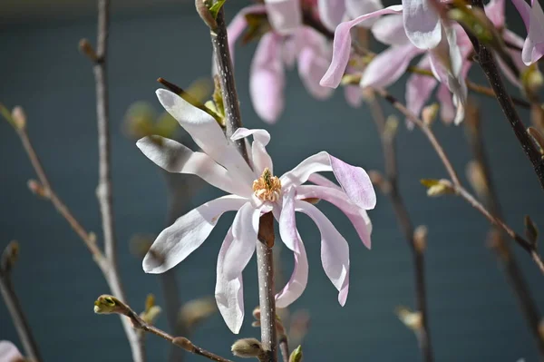Het Vroege Voorjaar Bloeit Magnolia Boom Met Roze Bloemen — Stockfoto