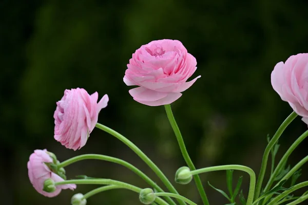 Flores Rosa Brilhantes Fundo Escuro — Fotografia de Stock