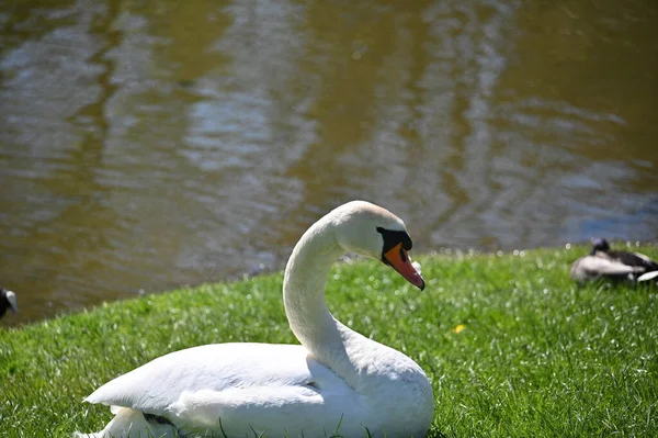 Large White Swan Lies Peacefully Meadow Water — Stock Photo, Image