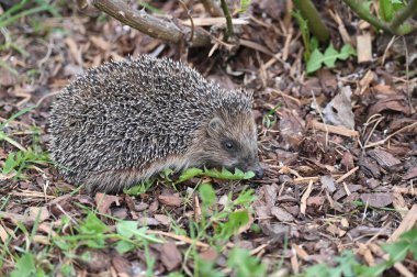 Çiçek tarlalarının arasında parkta küçük bir kirpi yürüyor.