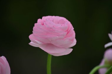 Büyük pembe bir çiçek açar.