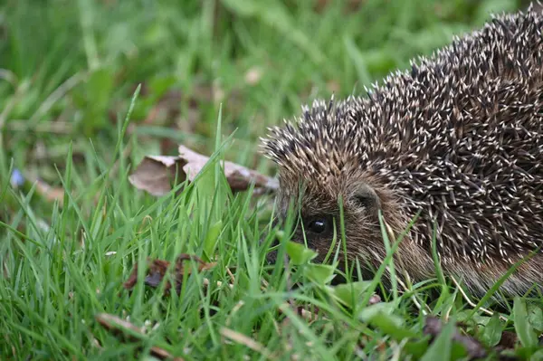 Little Hedgehog Hiding Tall Grass — Stock Photo, Image