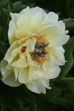 Bahçedeki güzel çiçekler