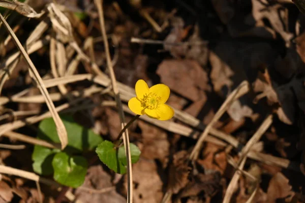 Spring Flower Nature — Stock Photo, Image