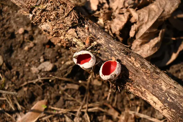 Cogumelo Vermelho Floresta — Fotografia de Stock