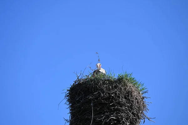 Nest Pine Tree Top Mountain — Stock Photo, Image