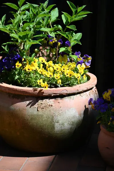 Closeup Shot Beautiful Flowers Plants Pot — Stock Photo, Image