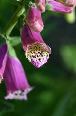 bienal çiçek Digitalis purpurea çan şeklinde çiçekler