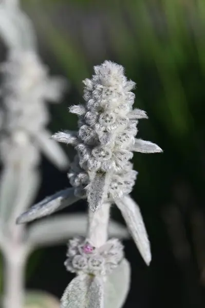 Blütenstand Der Mehrjährigen Pflanze Stachys Byzantina — Stockfoto