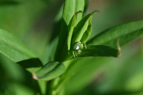 Una Araña Blanca Arrastra Sobre Las Hojas Verdes Planta — Foto de Stock