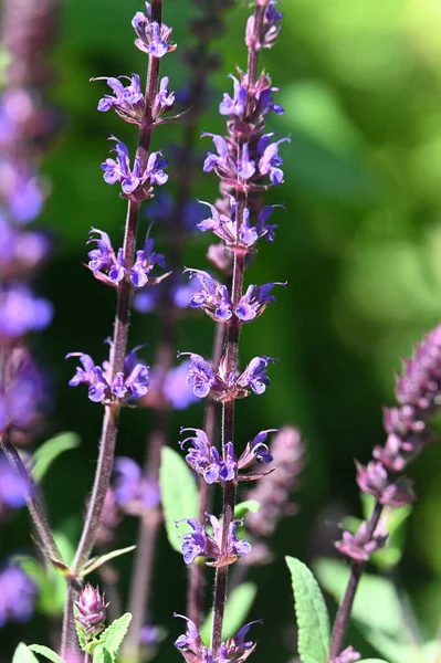 Purple Sage Flowers Tall Stems — Stock Photo, Image