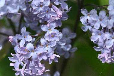 Bahçede güzel leylak çiçekleri, şırıngalar...