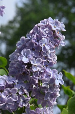 Bahçede güzel leylak çiçekleri, şırınga