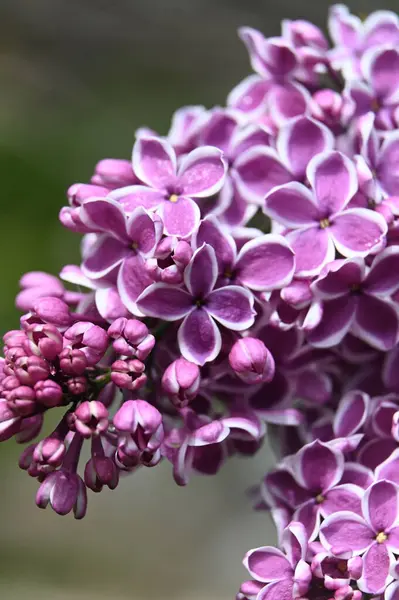 the ornamental bush syringa blooms with purple flowers in the park