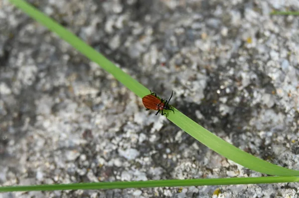 Yeşil Yapraklı Güzel Kırmızı Uğur Böceğinin Yakın Plan Fotoğrafı — Stok fotoğraf