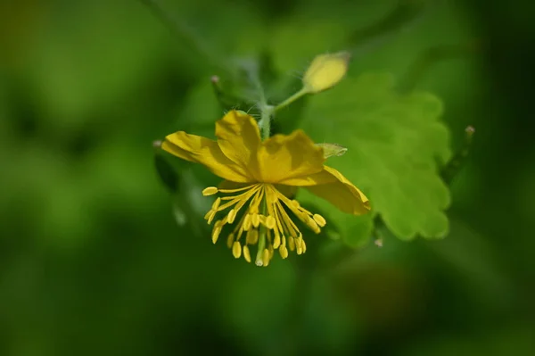 Желтый Цветок Саду Дикое Растение — стоковое фото