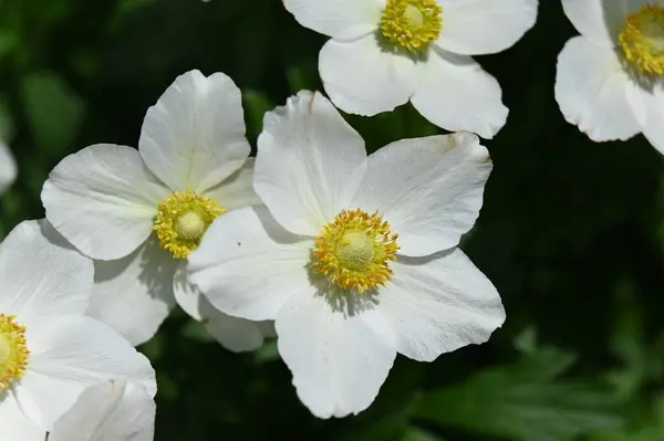 Белые Цветы Зеленом Фоне — стоковое фото