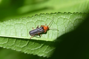 Kırmızı bir böceğin makro görüntüsü