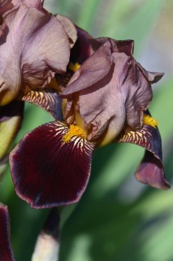 Bahçedeki güzel çiçekler, Iris.